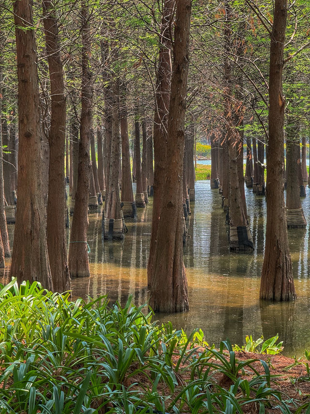 Reflections of Spring: Nature’s Calm at Haihong Wetland Park