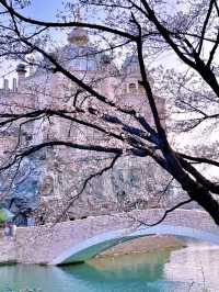 Springtime Cherry Blossoms at Seoul's Samseong Stone Village Park 🌸🌷