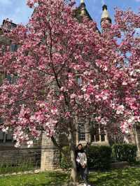 Magnolia