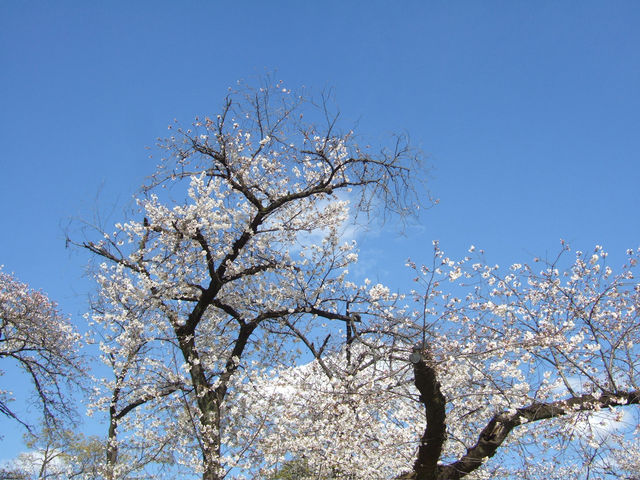 【도쿄 벚꽃 여행】3월 말, 벚꽃 아래 걷는 꿈같은 순간들🌸