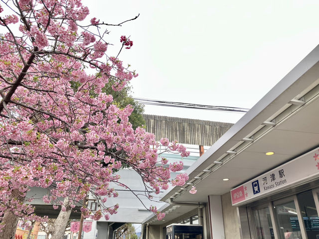 最美河津櫻盡在河津