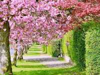 Helensburgh Blossom
