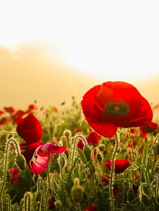 A Town Where Flowers and People Bloom, Kounosu