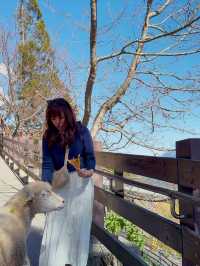 A Day at Qingjing Farm — Up Close with the Fluffy Sheep!