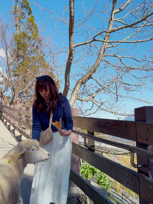 A Day at Qingjing Farm — Up Close with the Fluffy Sheep!