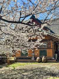 HWAGAE SAMSIN VILLAGE| A HIDDEN CHERRY BLOSSOM GEM IN KOREA