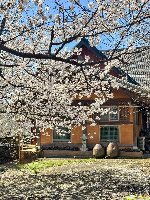 HWAGAE SAMSIN VILLAGE| A HIDDEN CHERRY BLOSSOM GEM IN KOREA