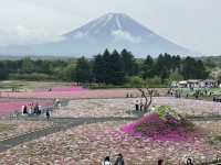 富士山芝櫻祭～交通攻略及景點介紹