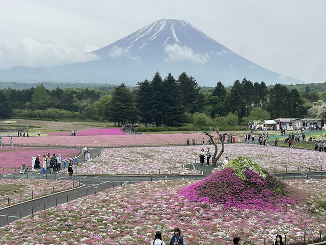 富士山芝櫻祭～交通攻略及景點介紹