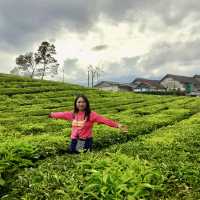 A Day at Beautiful Tea Plantation, Pangalengan-West Java