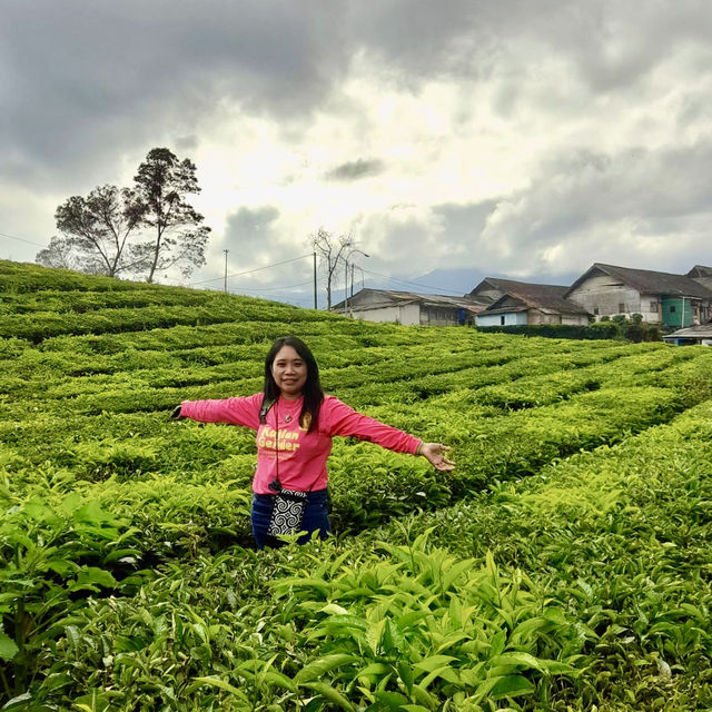 A Day at Beautiful Tea Plantation, Pangalengan-West Java