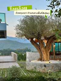 The Hill Chiangmai คาเฟ่เปิดใหม่ใจกลางหุบเขา🍃 