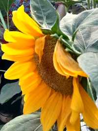 Experience springtime with sunflowers at Sunshine Farms