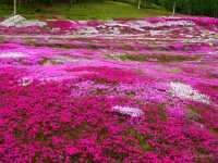 【北海道】個人宅の庭が会場！倶知安名物「三島さんの芝桜庭園」
