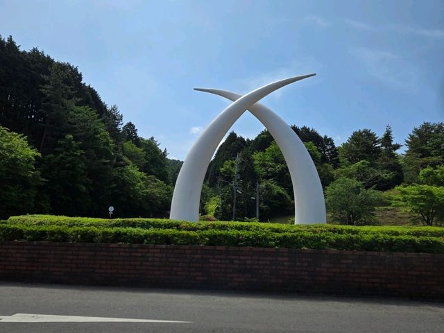 你知道日本有動物園可以餵獅子吃肉嗎？