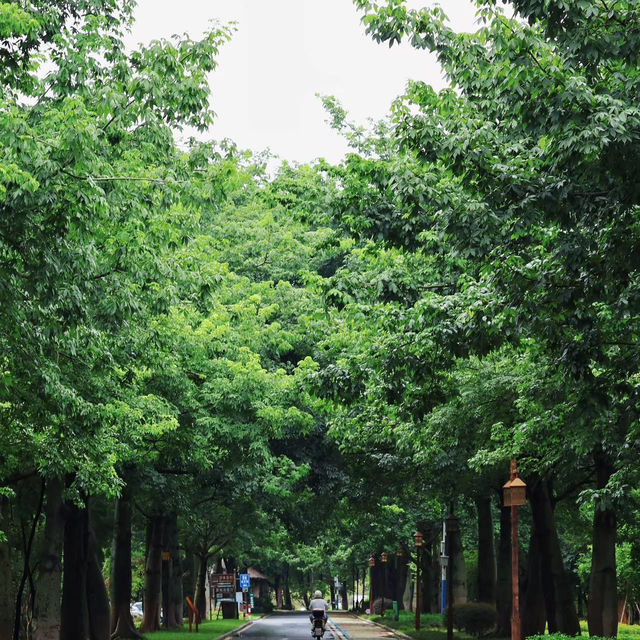 ～綠蔭迷宮～沙步公園端午踏青～