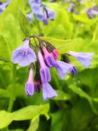 Toronto Music Garden – Where Nature Dances to Bach’s Melody 