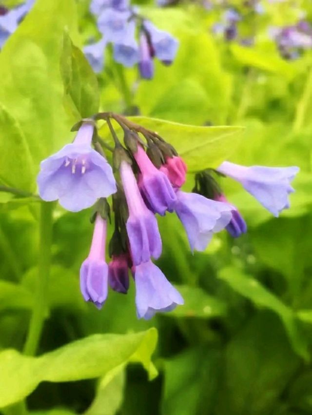 Toronto Music Garden – Where Nature Dances to Bach’s Melody 