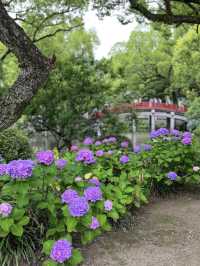 【福岡観光】色とりどりの紫陽花が浮かぶ花手水❁⃘