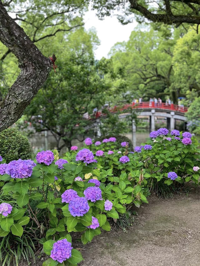 【福岡観光】色とりどりの紫陽花が浮かぶ花手水❁⃘