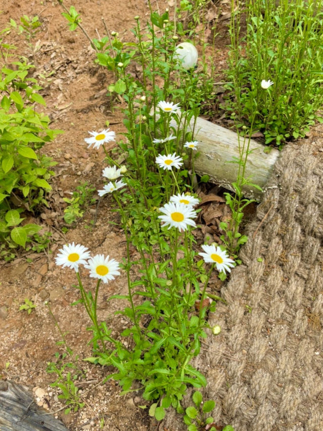 🌳 더숲 밀양, 경남의 숲속 힐링 체험! 