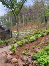 🌳 더숲 밀양, 경남의 숲속 힐링 체험! 