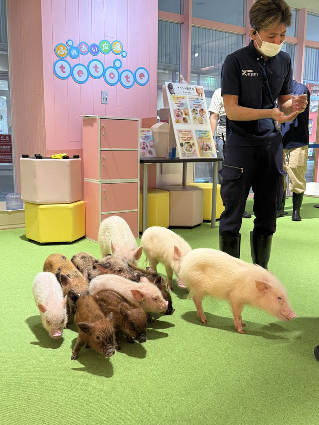沖繩｜麻雀雖小、五藏俱全，DMM水族館主打互動體驗