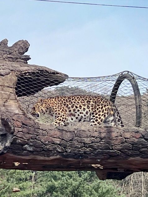 『ソウル動物園🐅』IN Korean🇰🇷
