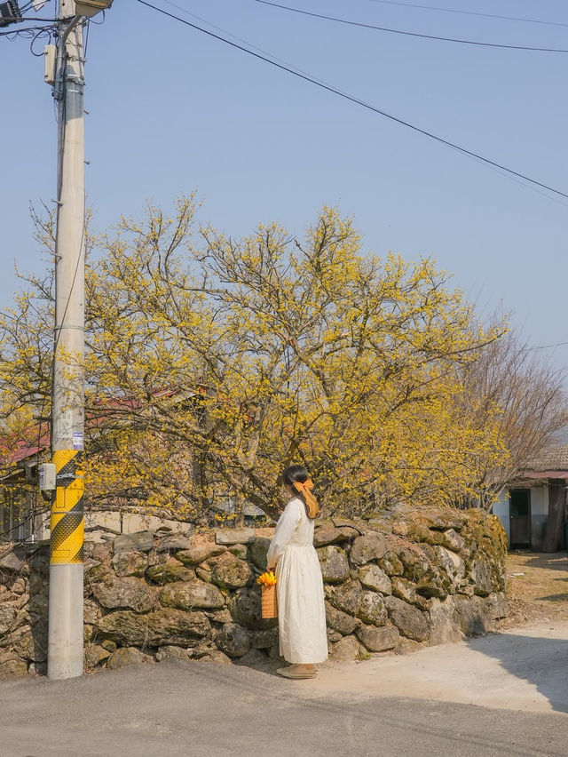  한적하게 만나기 좋은 가득 만개한 산수유 스팟🌼