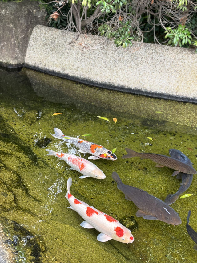 東京🇯🇵六郷用水の跡には錦鯉と緑がいっぱい🌿⟡.·お散歩に最適✌️ˊ˗