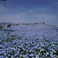 【茨城県】国営ひたち海浜公園　ネモフィラ