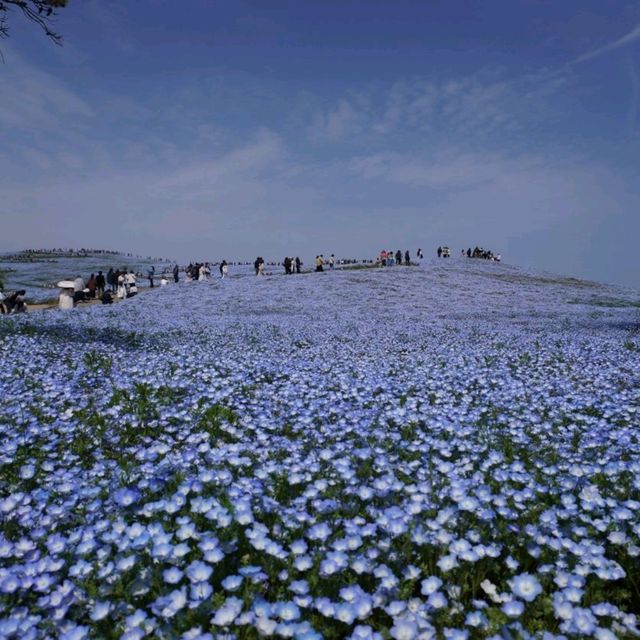 【茨城県】国営ひたち海浜公園　ネモフィラ
