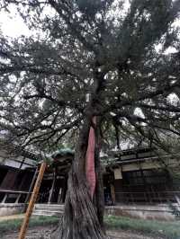円覚寺って、“禅のお寺”って聞くけど…正直、何すればいいの？🇯🇵✈️🌎