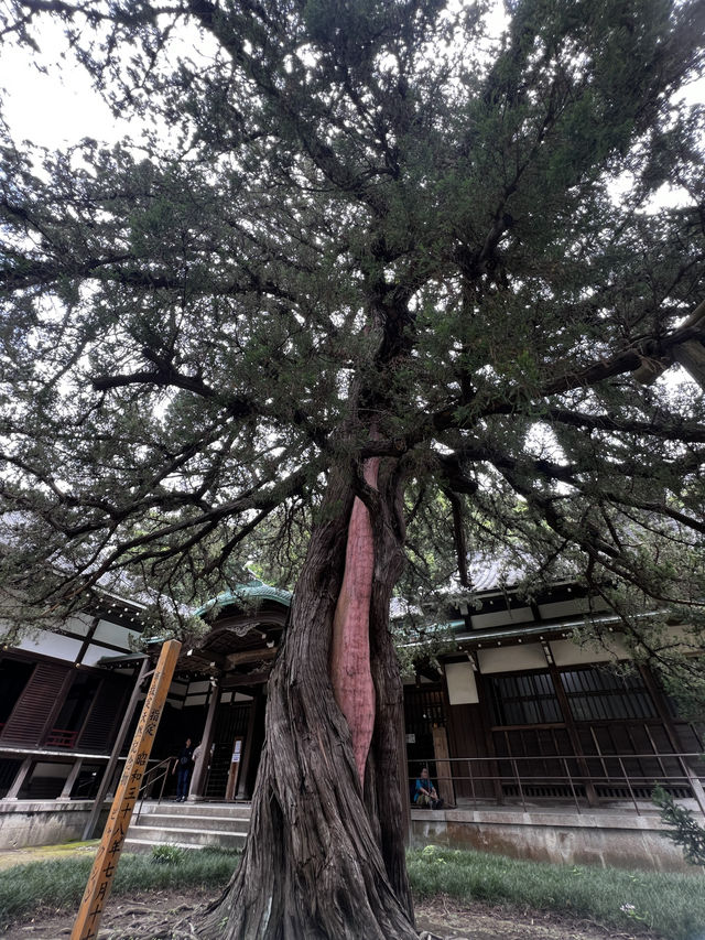 円覚寺って、“禅のお寺”って聞くけど…正直、何すればいいの？🇯🇵✈️🌎