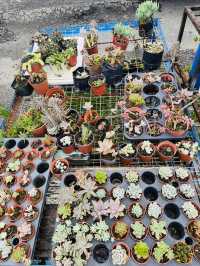Blooms and Bargains at Kundasang Market 