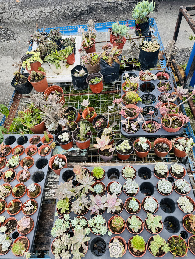 Blooms and Bargains at Kundasang Market 