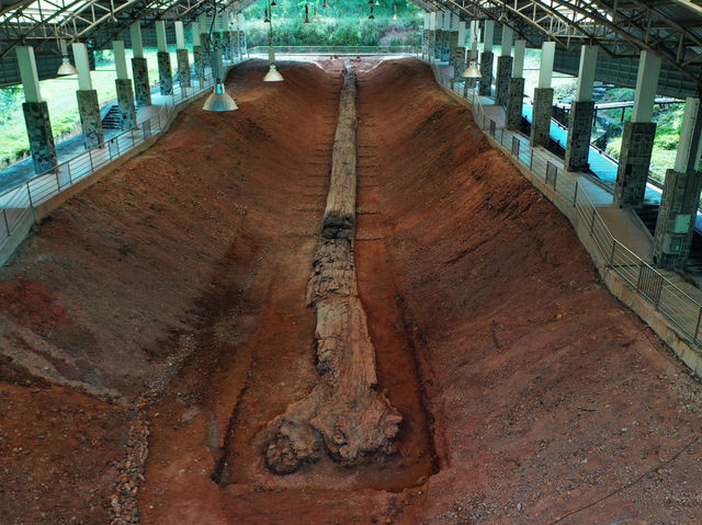 🌳✨タイの秘境、ターク県で数百万年前の奇跡を発見！ 世界最大級の石化した木に感動…自然のパワーを体感しよう🌍🪵