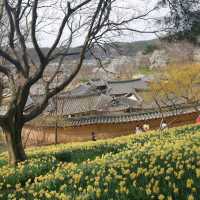 서산유기방가옥, 시간이 멈춘 고택에서 수선화축제 만끽한 하루!