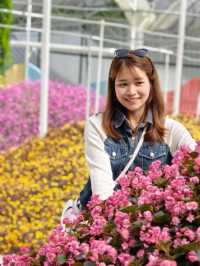 3 Days 2 Nights in Cameron Highlands – Cool Air, Colorful Gardens & Tea Views 🌸🍃