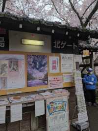 🌸長野・高遠城址公園｜「天下第一の桜」と称される絶景の桜名所