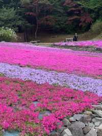 芝桜の花のじゅうたん❤️