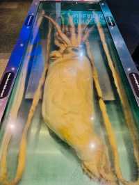 「クイーンズランド博物館クリルパ」—科学と歴史を体感できる学びの空間