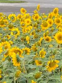 台北大佳河濱公園賞向日葵