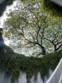 🌿新加坡超夢幻樹洞📸｜福康寧「綠野仙蹤」+ 周邊公園路線全攻略！