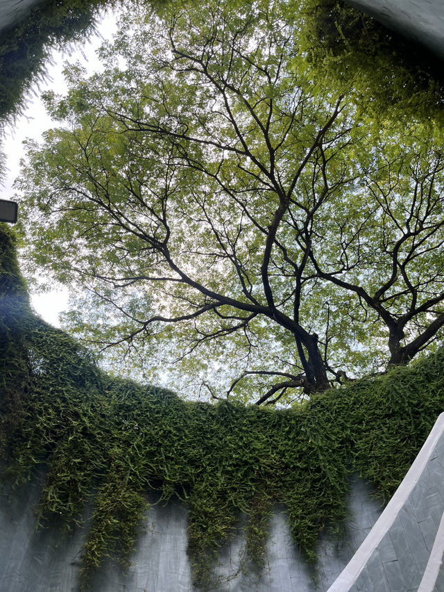 🌿新加坡超夢幻樹洞📸｜福康寧「綠野仙蹤」+ 周邊公園路線全攻略！