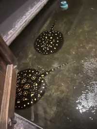 ที่พักติดหาดจอมเทียน เดินตลาดเช้า ซีฟู๊ดราคาดีมาก
