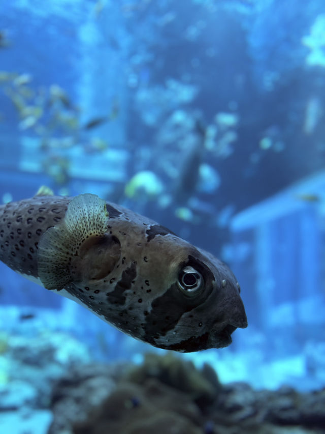 沖繩｜再遠都值得跑一趟 美麗海水族館的黑潮之美
