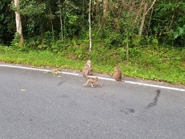 🌳 진짜 자연을 만나다, 태국 카오야이 국립공원 🐘🦌🦜