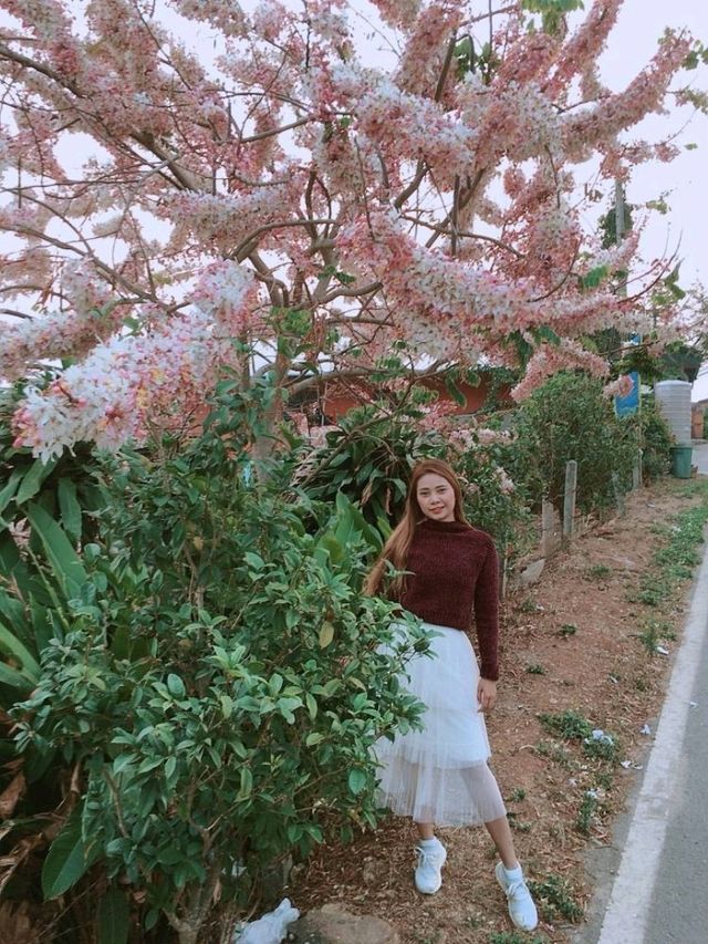 ดอยแม่สลอง จังหวัดเชียงราย