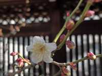 東京 湯島天神 ⛩️📚